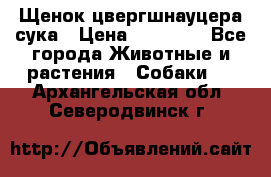 Щенок цвергшнауцера сука › Цена ­ 25 000 - Все города Животные и растения » Собаки   . Архангельская обл.,Северодвинск г.